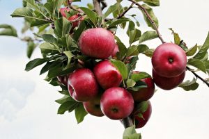 Nicht-chemischer Pflanzenschutz im Gartenbau