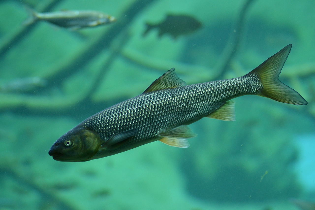 Innovationen für eine nachhaltige Aquakultur