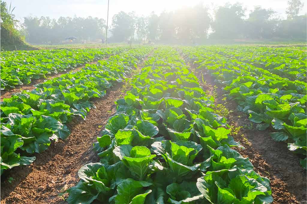 Farming-Innovation-Programme-Large-R&D-Partnerships-Round-2