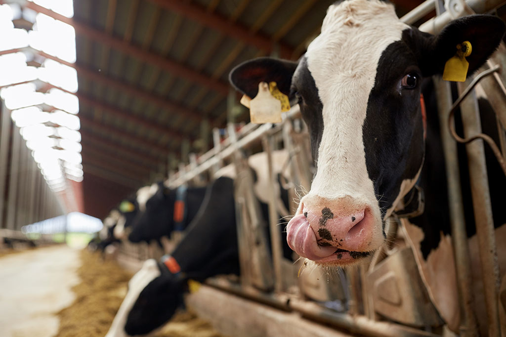 Digital-Dairy-Chain-Collaborative-R&D-and-growth